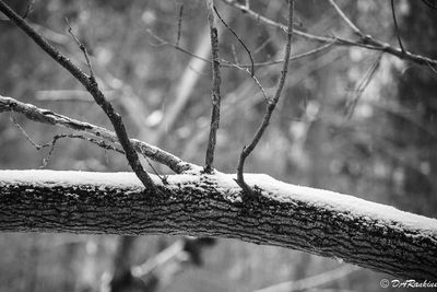 Snow on a branch