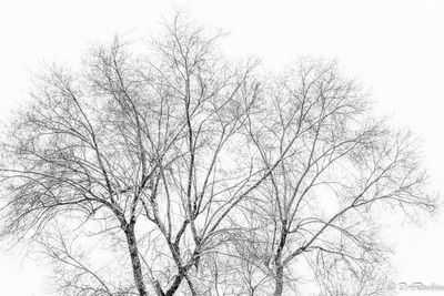 Tree in Winter