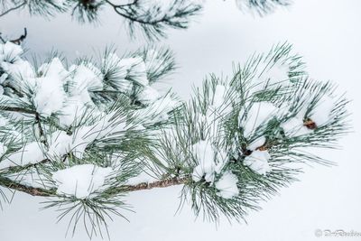 Snow on Bough