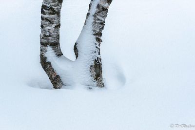 20250209-_DSC2939.jpg