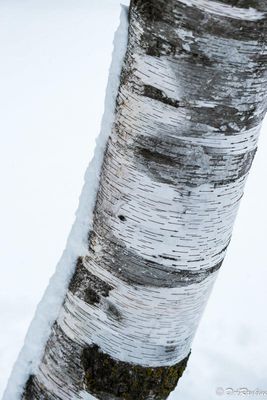 Birch Bark and Snow