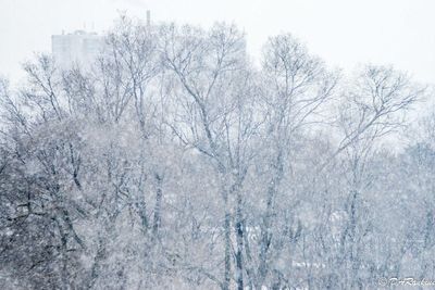Trees during the storm