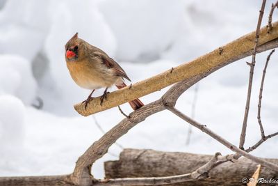 Cardinal