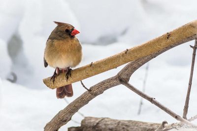 Cardinal