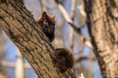 The squirrel watches