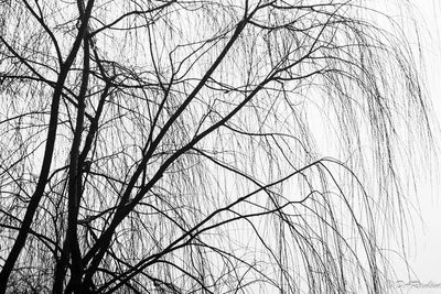 The Willow in Winter