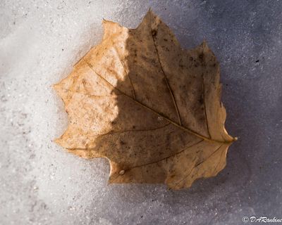 20250307-_DSC3038.jpg