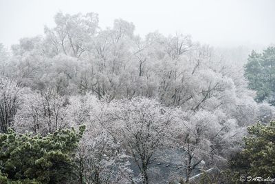 Ice in the Trees
