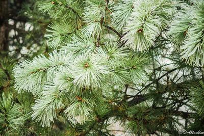 Icy Pineneedles