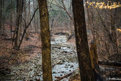 Deerlick Creek