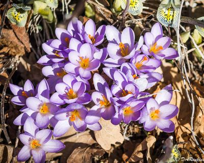 Crocus in Sunlight
