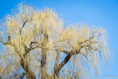 The Willow Waits