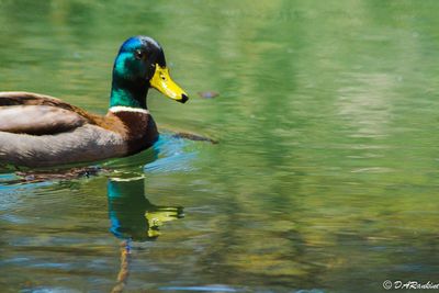 Mallard 