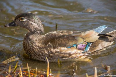 Wood Duck