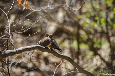 Doves in the Park