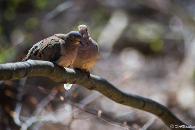 Doves in the Park