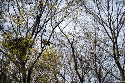 Birds On My Walks