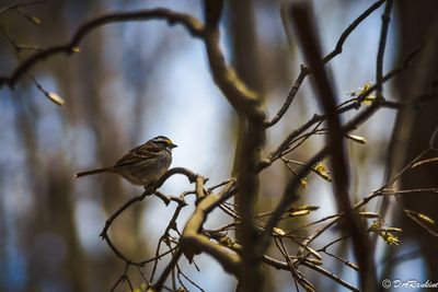 Warbler in the Shadows