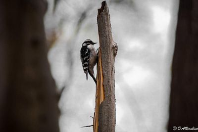 Downy Woodpecker