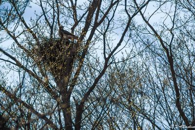 Nesting Hawk