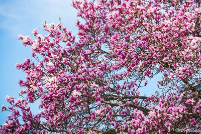 SPRING