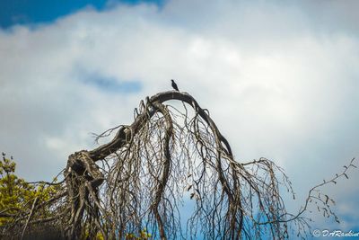Starling's lookout point