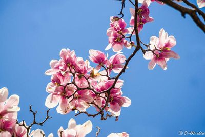 Magnolia