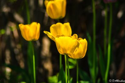 Spring Summer Autumn Flowers