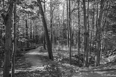 Monochrome Scenes