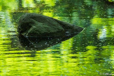 Greening of the Creek