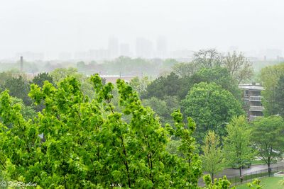 Spring Showers in Parkwoods