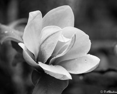 In Black and White