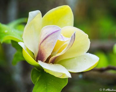 Magnolia