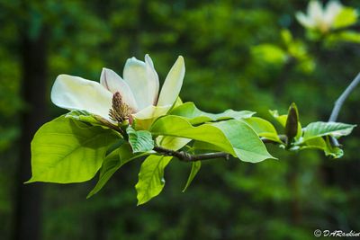 Magnolia