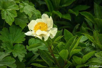 PEONIES