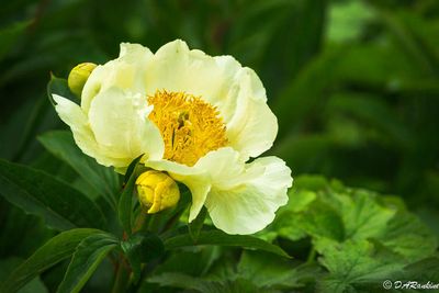 Spring Summer Autumn Flowers