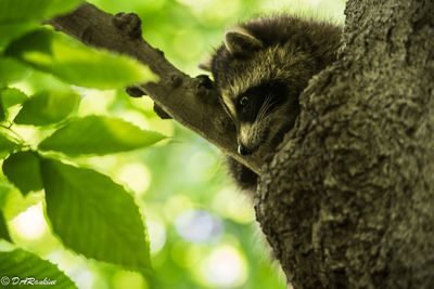 Cub from a litter of four