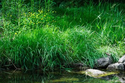 Buttercups by the Creek