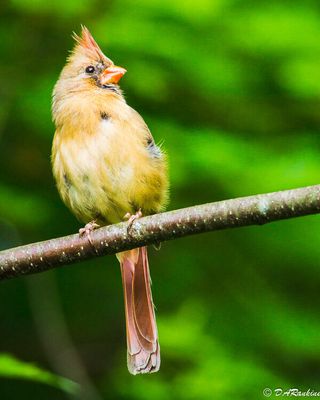 Birds On My Walks 
