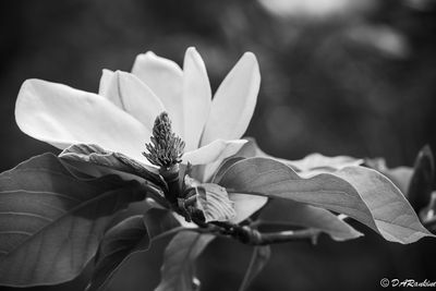 In Black and White