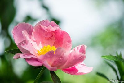 PEONIES