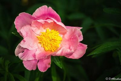 PEONIES