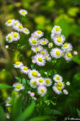 Fleabanes in the garden