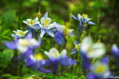 Spring Summer Autumn Flowers