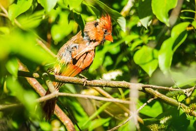 Birds On My Walks
