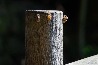 Exoskeletons of cicadas nymphs
