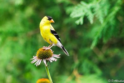 Birds On My Walks 