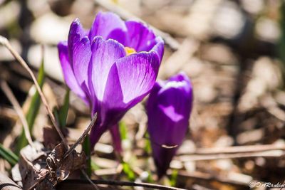 Crocus