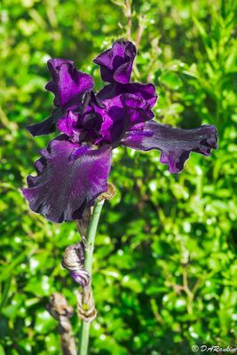 Iris