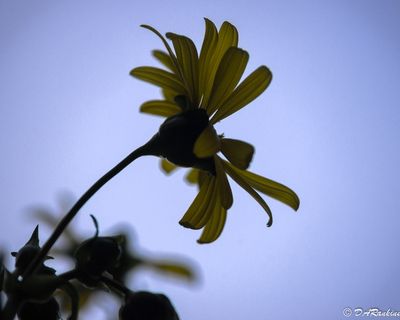 Spring Summer Autumn Flowers